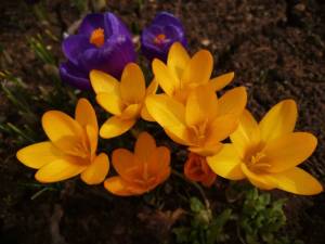 IMG_20250331_133645.thumb.jpg.755f198af710323aa52daf8de7e747b8.jpg