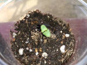 IMG_20250331_150724.thumb.jpg.fdbaf3ace741d7278599f91e31e9825e.jpg