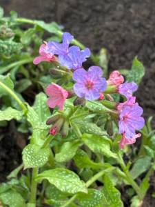 IMG_3286.jpeg