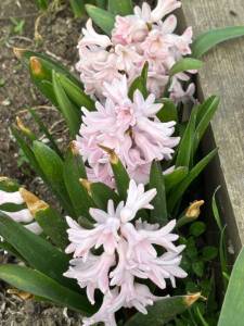 IMG_3289.jpeg