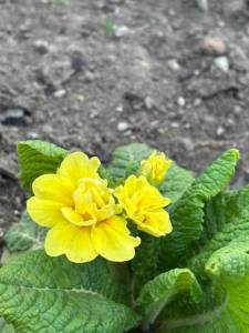 IMG_3291.jpeg