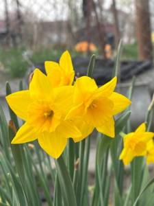 IMG_3299.jpeg