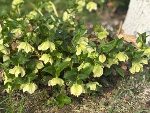 IMG_3307.jpeg