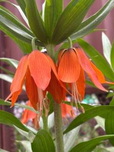 IMG_3330.jpeg