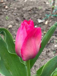 IMG_3336.jpeg