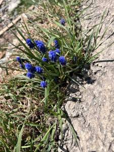IMG_8651.jpeg
