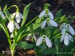 IMG_20250329_195519.jpg