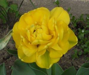 1.thumb.JPG.1c1ea5c9a67704d0cbe2f69f4e957398.JPG
