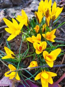 IMG-20250402-WA0006.thumb.jpg.a78c2a4009bef9c17f19378b1e43e536.jpg