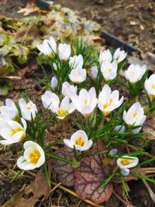 IMG-20250403-WA0004.thumb.jpg.ae84066c498661afb8f50c3af25ffb28.jpg