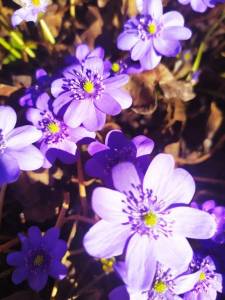 IMG-20250404-WA0001.thumb.jpg.0992ee5f67aede9f9de07d70466a9f20.jpg