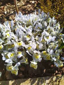 IMG-20250404-WA0003.thumb.jpg.1bf6548b4f4285fbd13b396203e221f4.jpg