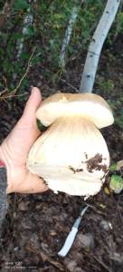 IMG-20250408-WA0003.thumb.jpg.34af6f9df491fdfbd634ef7a6fe03d00.jpg