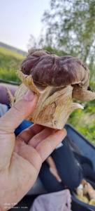 IMG-20250408-WA0007.thumb.jpg.843b3f658bbb8918e17f3f1700883a1d.jpg