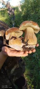 IMG-20250408-WA0008.thumb.jpg.f43e6e0379f274f149c341c5dc48c63e.jpg