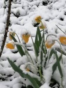 IMG-20250409-WA0002.thumb.jpg.63ba837ba0046a91df8f1058723b6f90.jpg