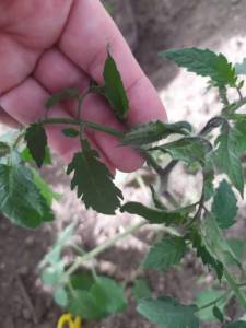 IMG-20250424-WA0001.thumb.jpg.0a645dea275f85e0f77d3169d40b7523.jpg