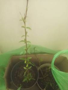 IMG20250410225559.jpg