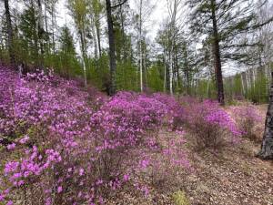 IMG_0163.jpeg