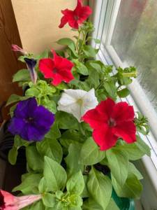 IMG_0190.jpeg