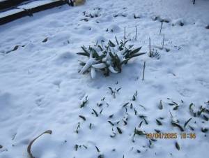 IMG_0663.thumb.JPG.c889f631b92db8e73fb2f7a5ab48305a.JPG