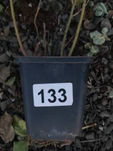 IMG_1318.jpeg