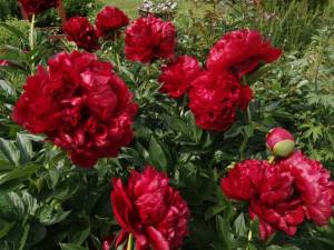 IMG_20240615_143035.thumb.jpg.8787f213bc24f2b5be56cde53286b2a8.jpg