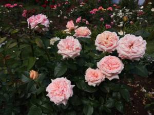 IMG_20240704_113256.thumb.jpg.8d6a3d2f0d88905e5ef944376eaa3bbb.jpg