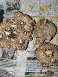 IMG_20250402_171531.thumb.jpg.23798c4e1206ffe5b56c0e25a22d5c82.jpg