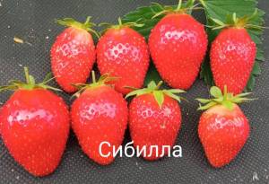 IMG_20250403_013855.jpg