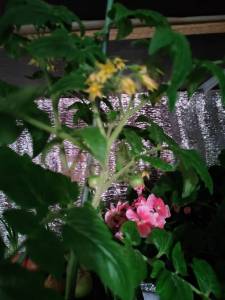IMG_20250404_220938.jpg