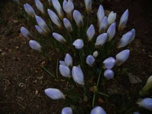 IMG_20250405_161957.thumb.jpg.c5498e1b991f1948c1f5b25d66981a9d.jpg