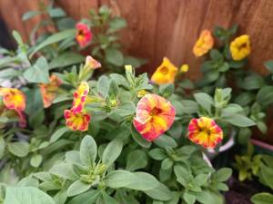 IMG_20250407_125404.jpg