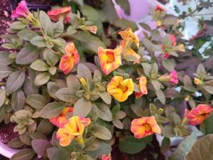 IMG_20250407_125415.thumb.jpg.70ba0755996f6d3cae12bb62d0d2adbe.jpg