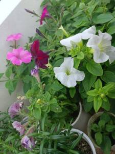 IMG_20250407_125442.jpg