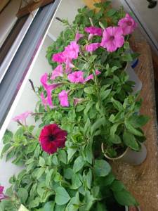 IMG_20250407_125448.jpg