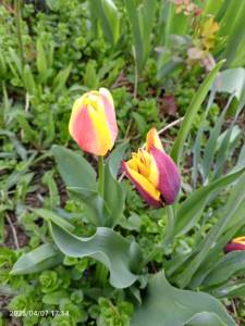 IMG_20250407_171419_052.jpg