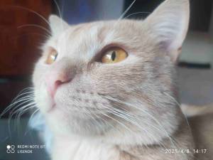 IMG_20250408_141759.thumb.jpg.4dbc6b86fd69d7b31b81994f38776feb.jpg