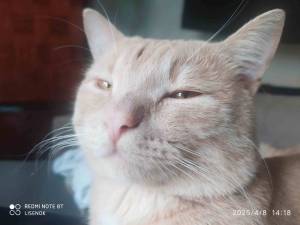 IMG_20250408_141808.thumb.jpg.658f33e71f415384b0a79200be0d14af.jpg