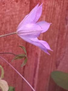IMG_20250409_173123.jpg