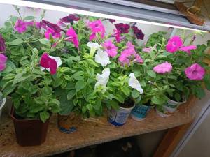 IMG_20250413_105915.jpg