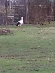 IMG_20250417_190026.thumb.jpg.38acaa97afdbd3172325af75f21b998b.jpg