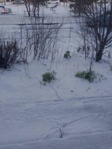 IMG_20250418_072051.jpg