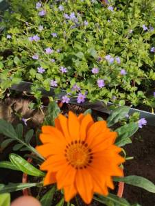IMG_20250418_092415.jpg