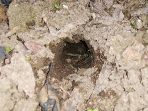 IMG_20250419_164606.thumb.jpg.b08843a2dbbc71a9610f82322b816b70.jpg