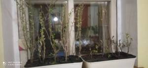 IMG_20250419_231853.jpg
