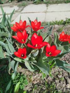 IMG_20250424_121503.jpg