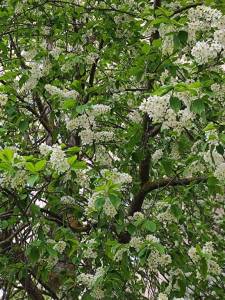 IMG_20250424_125322.jpg
