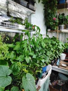IMG_20250424_145554.jpg