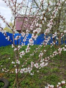 IMG_20250425_125715.jpg